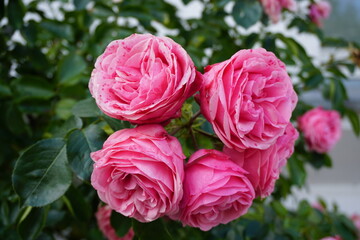 Rosen im Schlosspark Putbus auf Rügen
