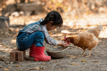 Asian little girl and young woman feed the chicken in layer and house farm eggs.  People kid woking...