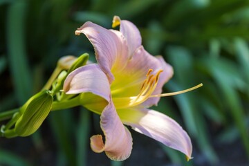 Vivid pink colour garden lily flower with blurry green background