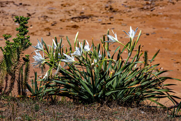 plant, leaf pattern and colorful flower