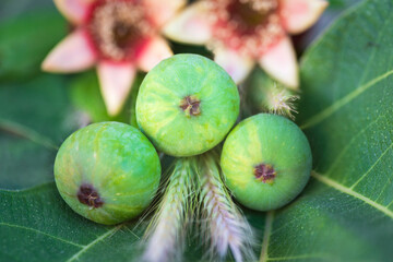 Three green figs, alongside wheat and pomegranates - some of the traditional 'seven species', noted...