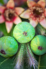 Three green figs, alongside wheat and pomegranates - some of the traditional 'seven species', noted...