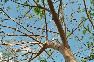 Nature view of beautiful green forest in summer season. Environment concept