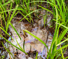 Peat bog - wetland