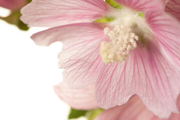 Unusual light pink color flower with gentle corner isolated on white background macro