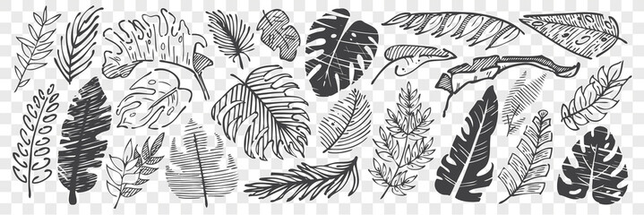 Hand drawn leaves doodle set