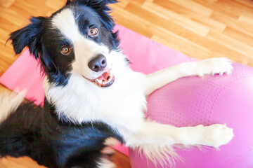 Funny dog border collie practicing yoga lesson with gym ball indoor. Puppy doing yoga asana pose on pink yoga mat at home. Calmness relax during quarantine. Working out at home.