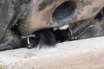 Cute baby skunks