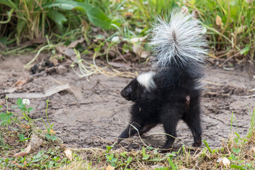 Cute baby skunk