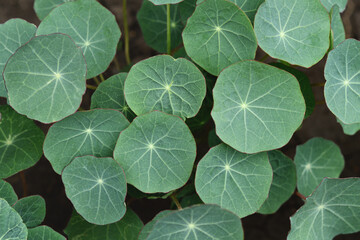 Green nasturtium leaves close-up - 366063728