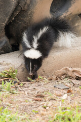 Naklejka premium Cute baby skunk
