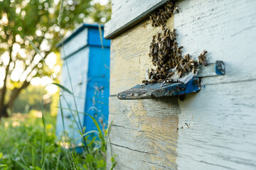 Bees fly out and return to the hive in the summer. Flight of bees near the hive in the garden.