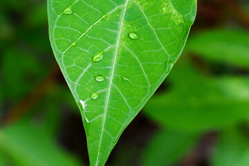 green leaf with dew drops