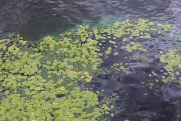 Water lilies float on the water with lily flowers. Textured surface lily many green leaves. the Dnipro (Dnieper) River, Kyiv, Ukraine.