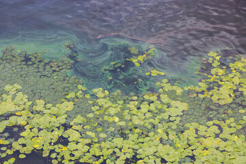 Large field of green water lilies on the water, pollution of the river due to stagnant water. Textured surface lily many green leaves