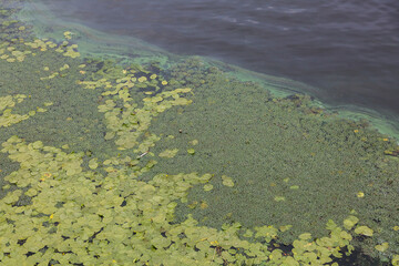 Aerial view of pond with yellow waterlily flowers, green leaf, duckweed in a summer day. pollution of the river due to stagnant water