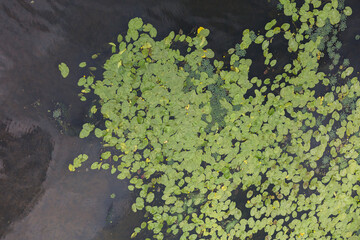 Aerial view of pond with yellow waterlily flowers, green leaf, duckweed in a summer day. the Dnipro (Dnieper) River, Kyiv, Ukraine.