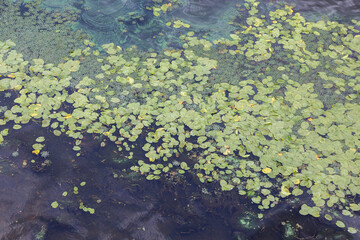 Fototapeta na wymiar Large field of green water lilies on the water, pollution of the river due to stagnant water