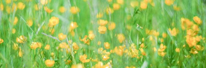 yellow flowers among greenery in the meadow selective focus blurry background