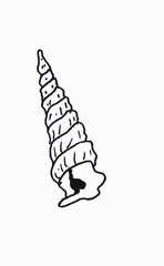 Sea shell. Linear illustration on a white background.