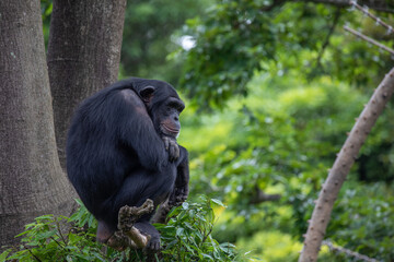 悩ましい日々を送るチンパンジー