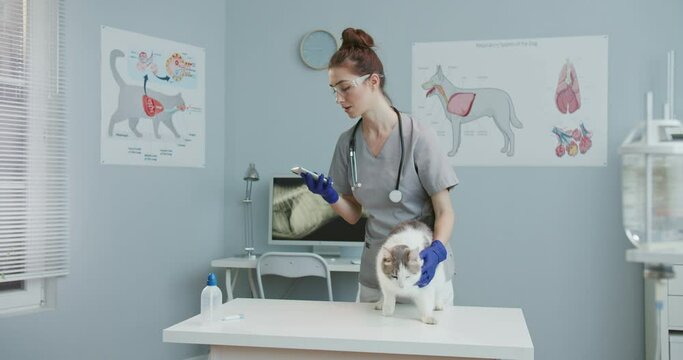 Woman veterinarian wearing medical suit with statoscope and gloves speaking on phone, talking while cat on vet's examination table. Concept pets care, veterinary, healthy animals.