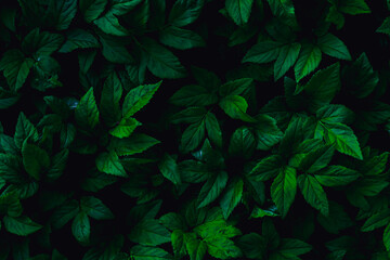 dark green leaves, abstract flora texture