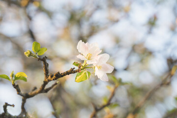 Spring flowers on an old apple tree, blurry background