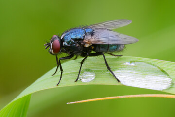  Blue bottle fly sitting motionless on a leaf of grass after rain. With two water drops, closeup. Genus species Calliphora vomitoria. 