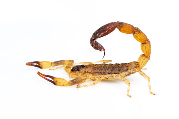 Image of brown scorpion isolated on white background. Insect. Animal.