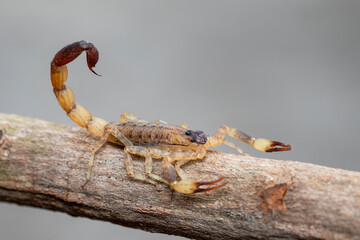 Image of brown scorpion on brown dry tree branch. Insect. Animal.