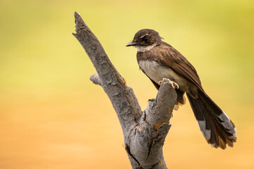 Sunda Pied Fantail or Malaysian Pied Fantail  perched on tree branch.