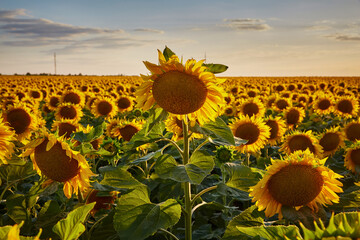 Flowers of sunflowers on the field