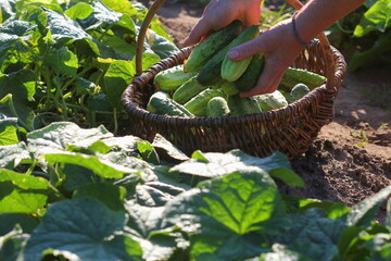 Organic vegetables. Farmers hands with freshly harvested cucumbers in the basket. Harvest of garden produce.