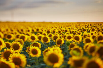 Flowers of sunflowers on the field