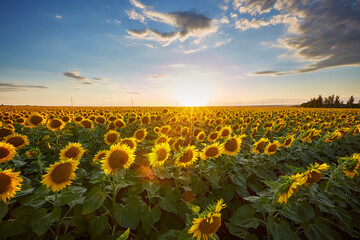 Flowers of sunflowers on the field