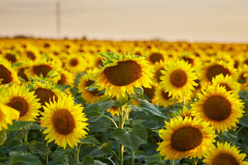 Flowers of sunflowers on the field