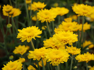 Beautiful flowers background on nature park outdoor
