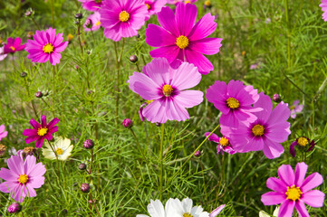 Fototapeta na wymiar This is the Cosmos Garden.Cosmos flowers are in full bloom.