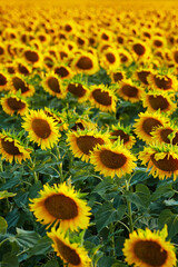 Fototapeta na wymiar Flowers of sunflowers on the field