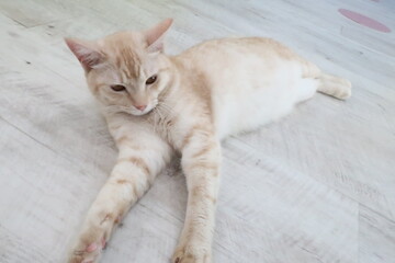 cat lying on the floor