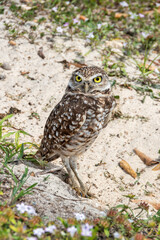 Yellow-eyed burrowing owl on sandy ground