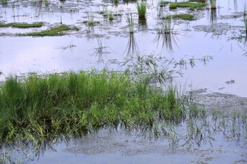 Flood, water greens