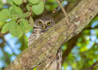 Yellow-eyed burrowing owl peeking from behind branch
