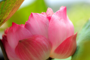 Fototapeta na wymiar Blooming pink lotus is beautiful in the pond.