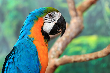 Obraz premium Beautiful and colorful parrot on the tree branch.