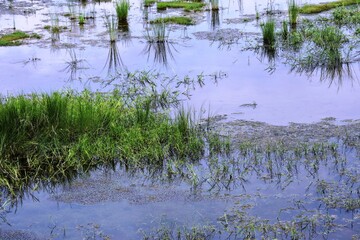 Flood, water greens