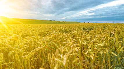 Agriculture background -  Landscape panorama of summer grain wheat field under blue cloudy sky with sunshine in Germany