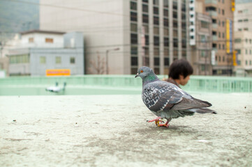 昼間の街中にいる一匹の鳩