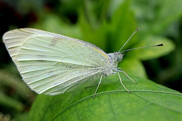 Small White Butterfly
